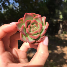 Load image into Gallery viewer, Echeveria Floriana Rare Succulent Imported from Korea
