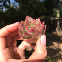 Load image into Gallery viewer, Echeveria Floriana Rare Succulent Imported from Korea
