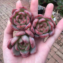 Load image into Gallery viewer, Echeveria glam pink Rare Succulent Imported from Korea Live Plant Live Succulent Cactus
