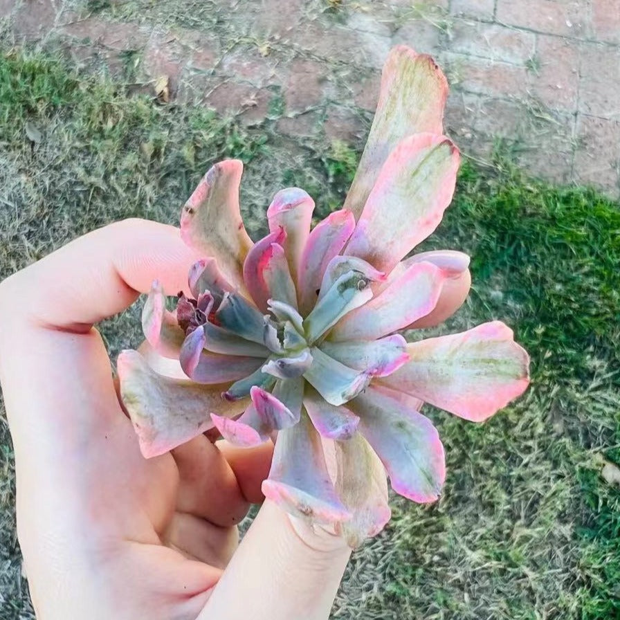 Echeveria Holwayi Variegated 花车锦 Rare Succulent Imported from Korea