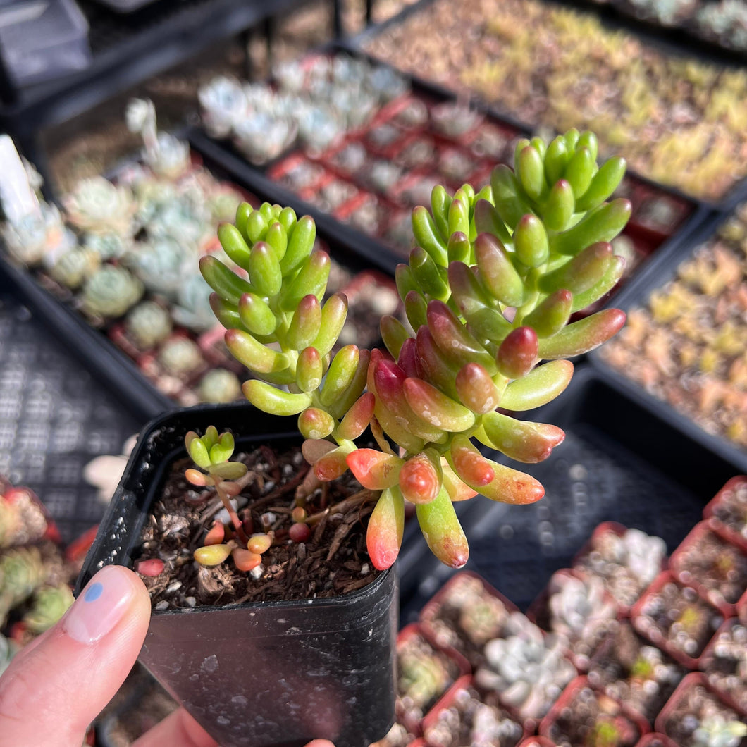 Sedum rubrotinctum jelly bean plant Rare Succulent Imported from Korea Live Plant Live Succulent Cactus