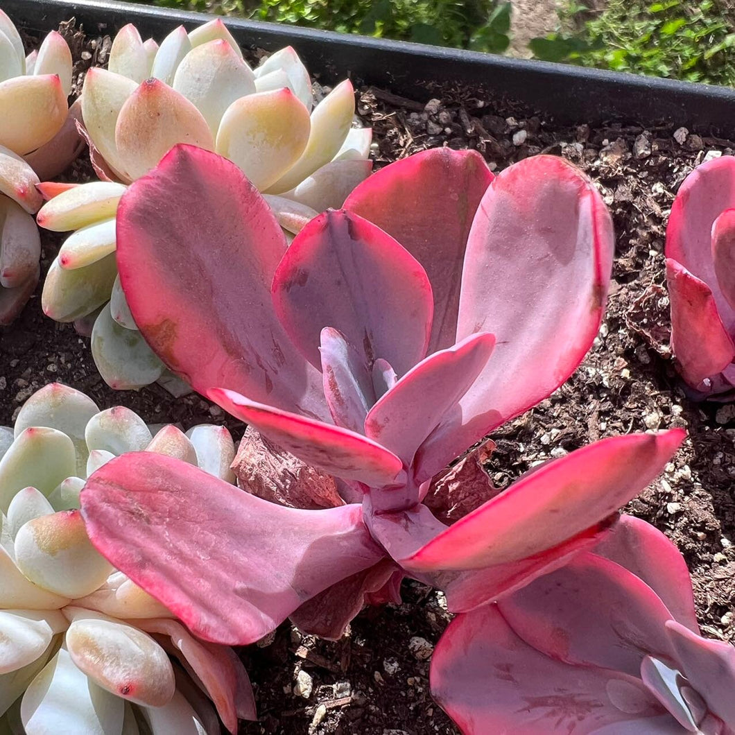 Echeveria Angel Wing CV Rare Succulent korean succulent