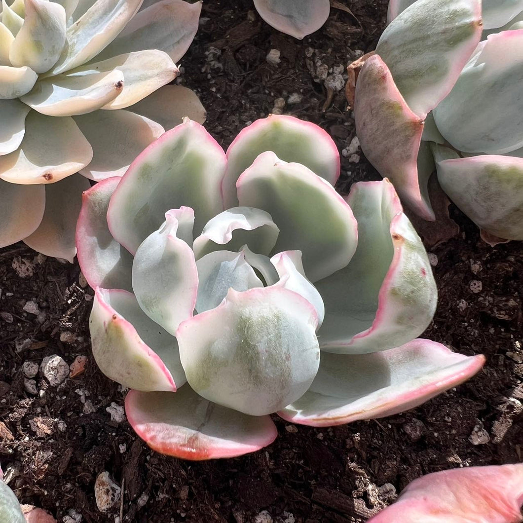 Echeveria Berkeley variegated Rare Succulent Imported from Korea Live Plant Live Succulent Cactus