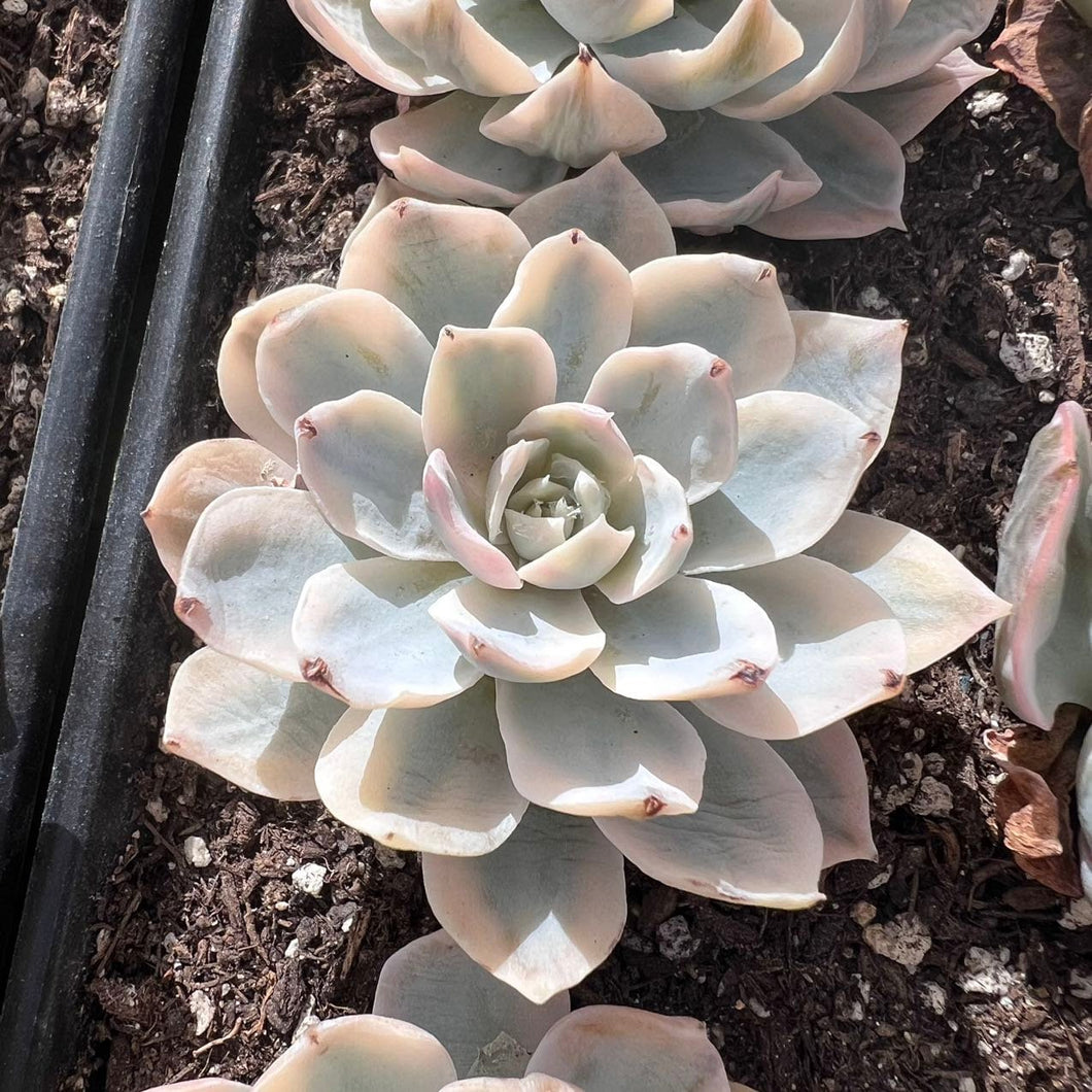 Echeveria subsessilis variegated Rare Succulent korean succulent