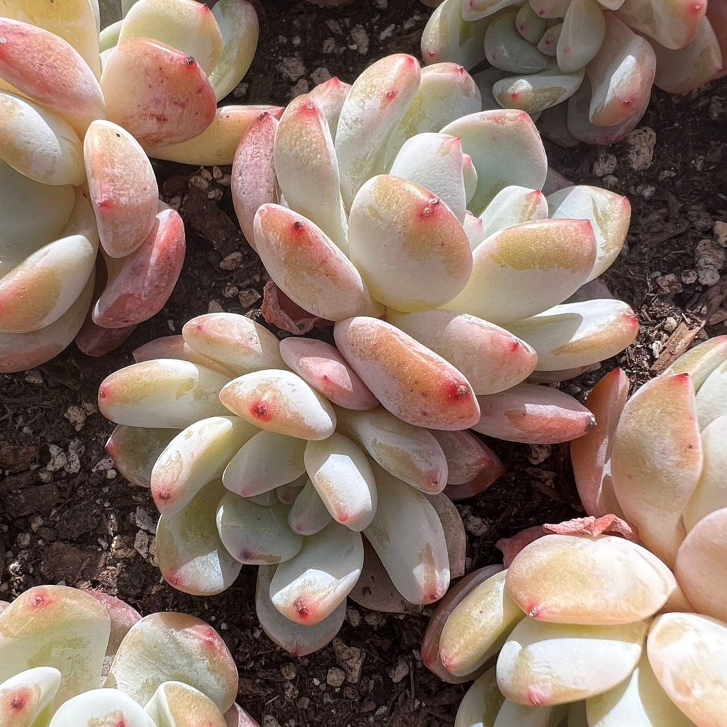 Echeveria monroe double head Rare Succulent korean succulent