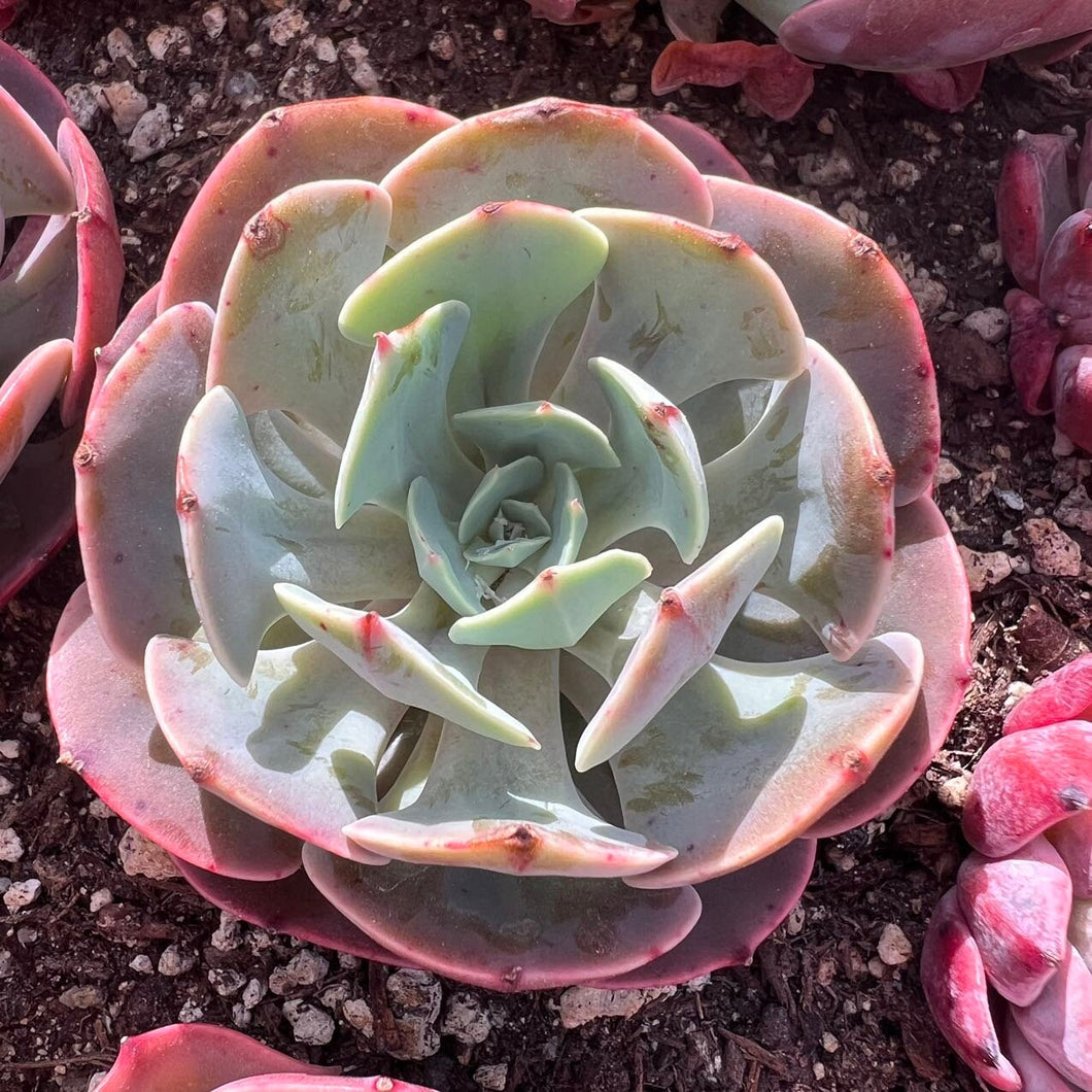 Echeveria muesli Rare Succulent Imported from Korea Live Plant Live Succulent Cactus