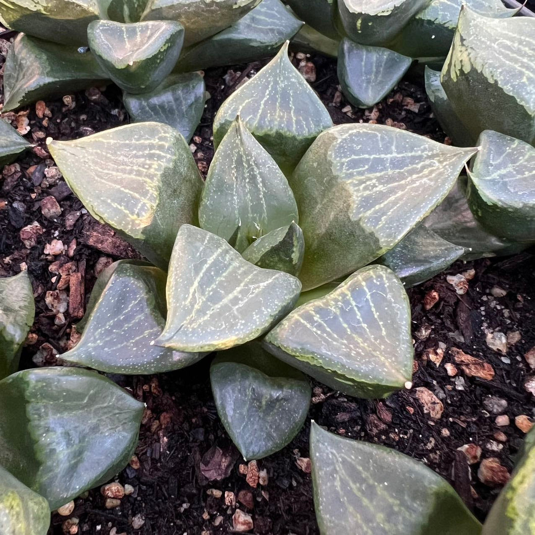 Haworthia 'Ura Hannya' Rare Succulent Imported from Korea Live Plant Live Succulent Cactus