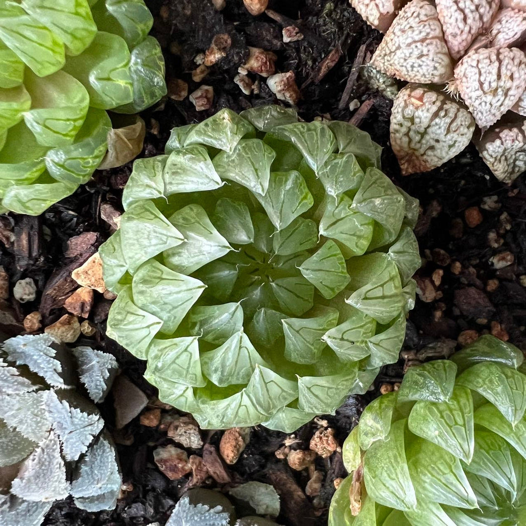 Haworthia cymbiformis var.transiens Rare Succulent Imported from Korea Live Plant Live Succulent Cactus