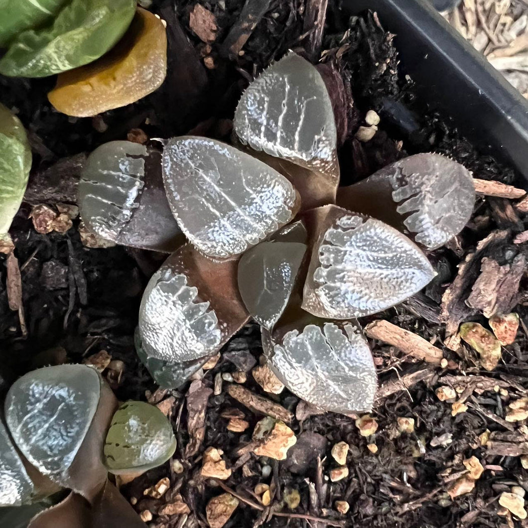 Haworthia 'Tsukikage' Rare Succulent Imported from Korea Live Plant Live Succulent Cactus