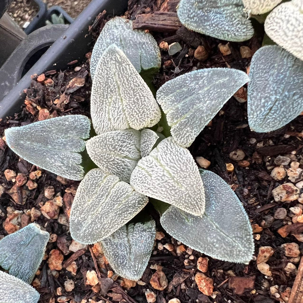 Haworthia pygmaea 'Silver Rail' Rare Succulent Imported from Korea Live Plant Live Succulent Cactus