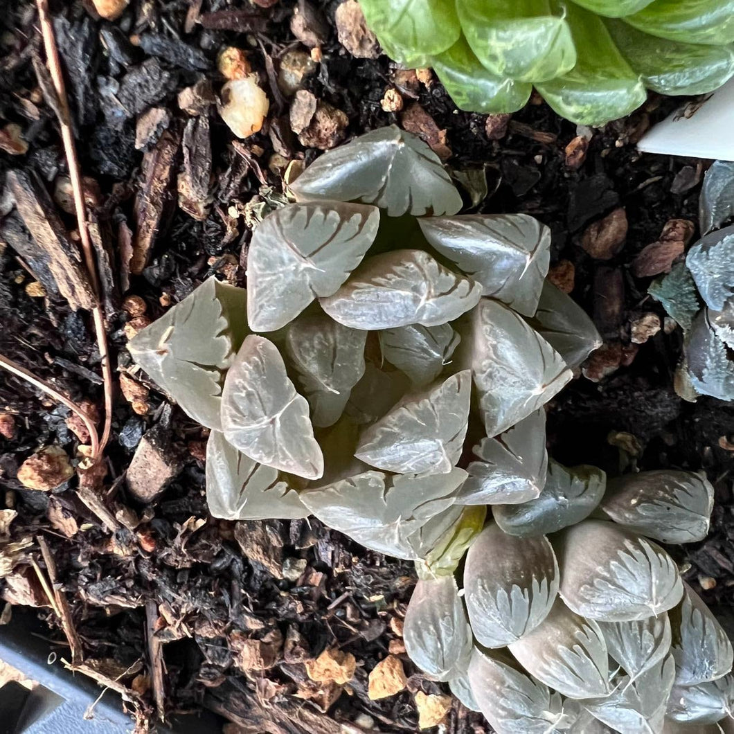 Haworthia Japanese crystal Rare Succulent Imported from Korea Live Plant Live Succulent Cactus