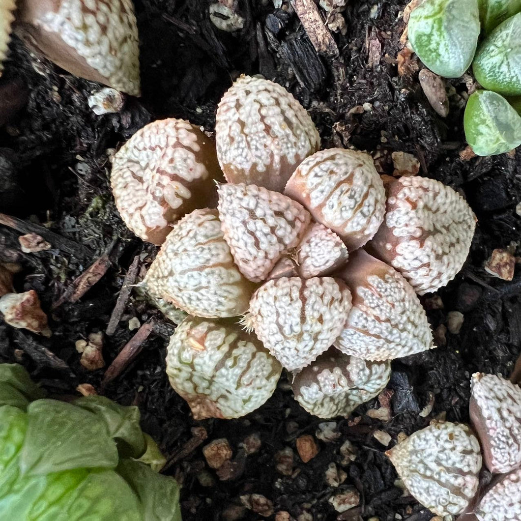 Haworthia Scarlet Rare Succulent Imported from Korea Live Plant Live Succulent Cactus