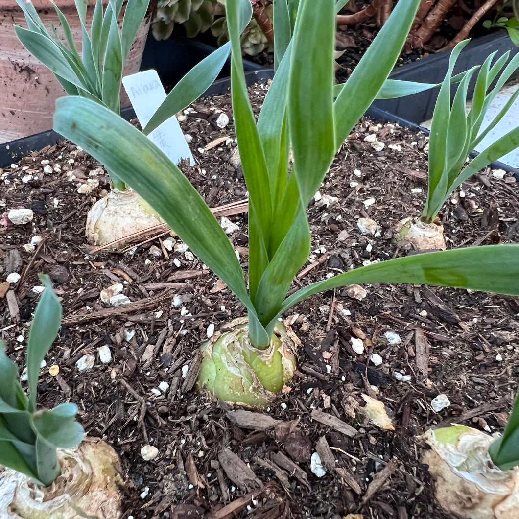 Albuca namaquensis Rare Succulent Imported from Korea Live Plant Live Succulent Cactus