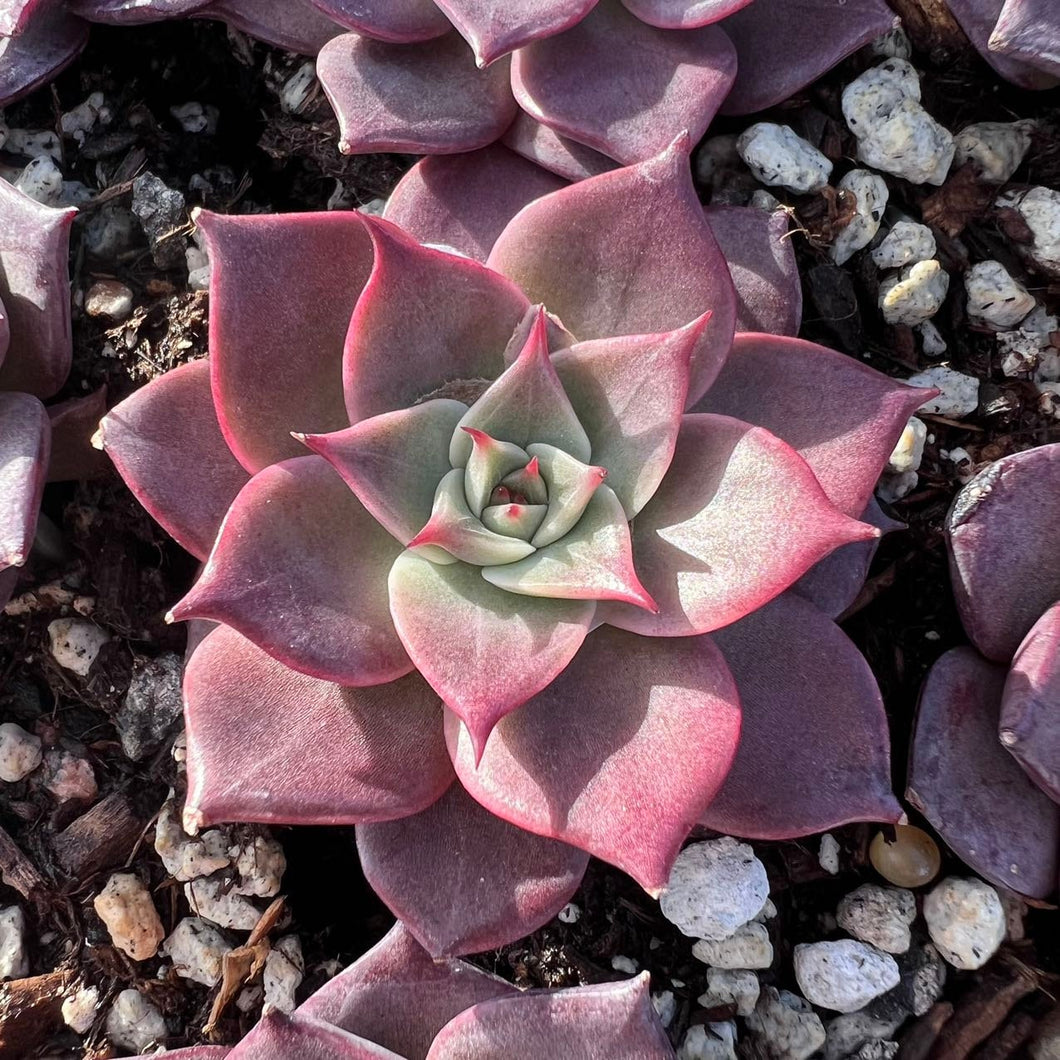 Echeveria Miya Live Plant Live Succulent Cactus