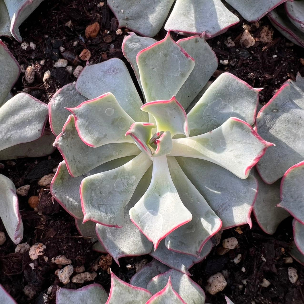 Echeveria strictflora nova Rare Succulent Imported from Korea Live Plant Live Succulent Cactus