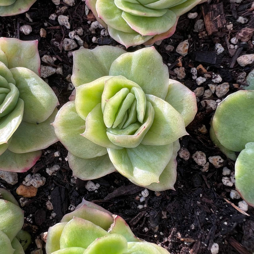 Echeveria Ice Rose Variegated Live Plant Live Succulent Cactus
