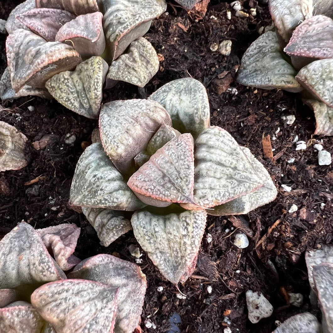 Haworthia Baize Rare Succulent Live Plant Live Succulent Cactus