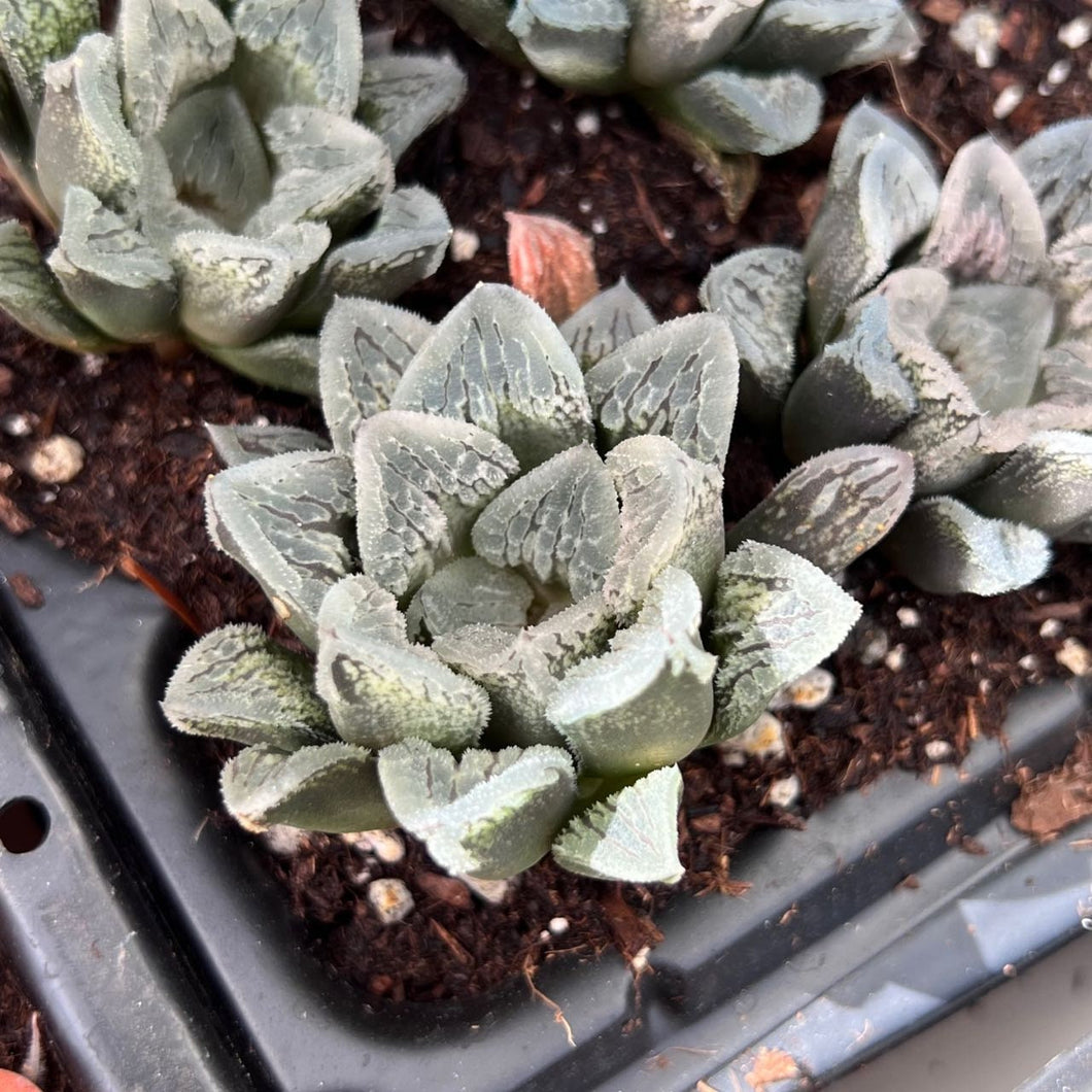 Haworthia Ice Skating Rare Succulent Live Plant Live Succulent Cactus