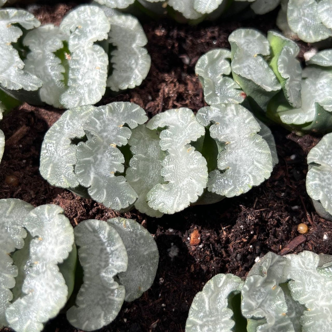 Haworthia White Bear Rare Succulent Live Plant Live Succulent Cactus