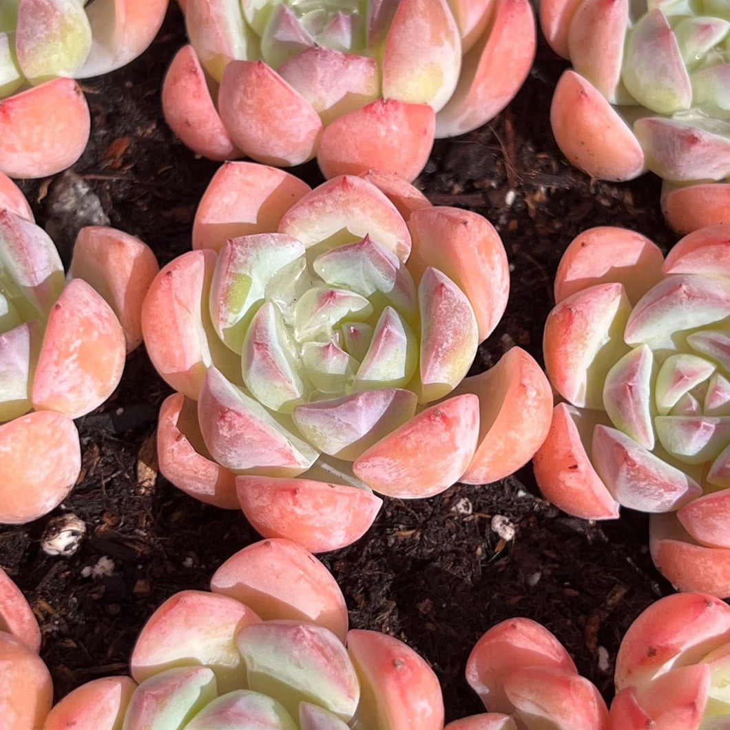 Echeveria Flamingo Rare Succulent Live Plant Live Succulent Cactus