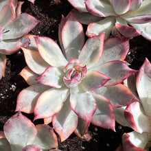 Load image into Gallery viewer, Echeveria Esther Variegated Rare Succulent Live Plant Live Succulent Cactus
