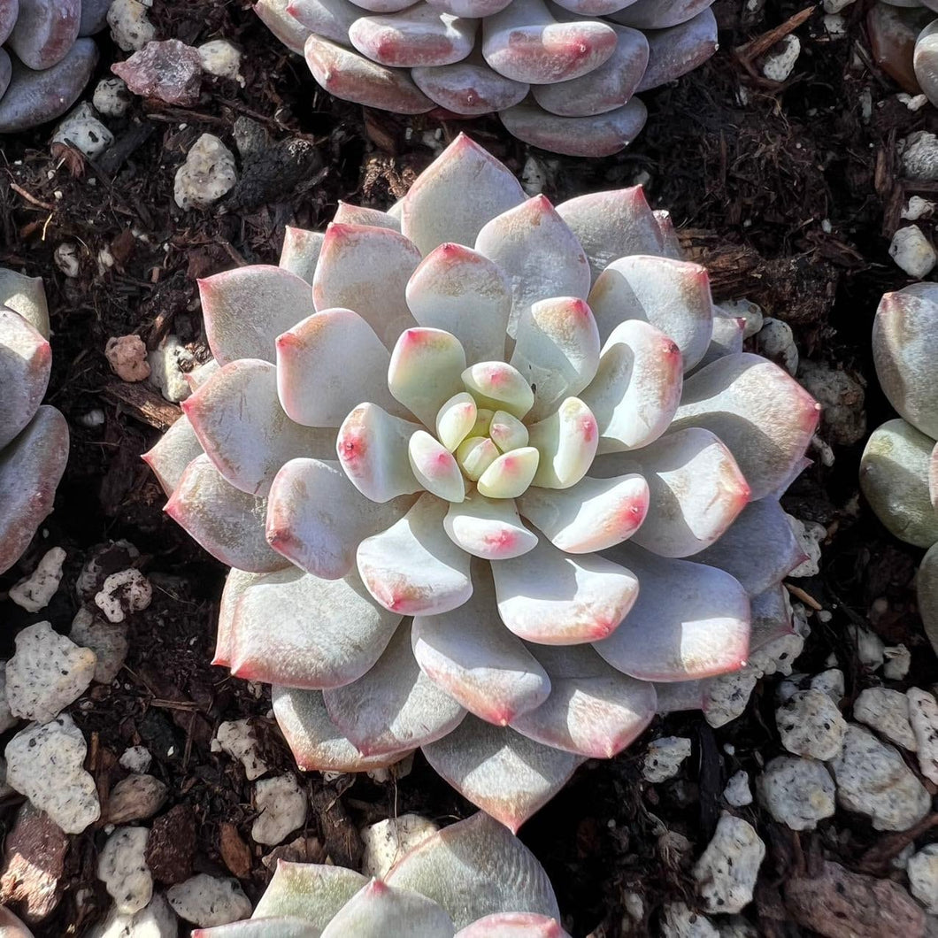 Echeveria Starry Orange Live Plant Live Succulent Cactus