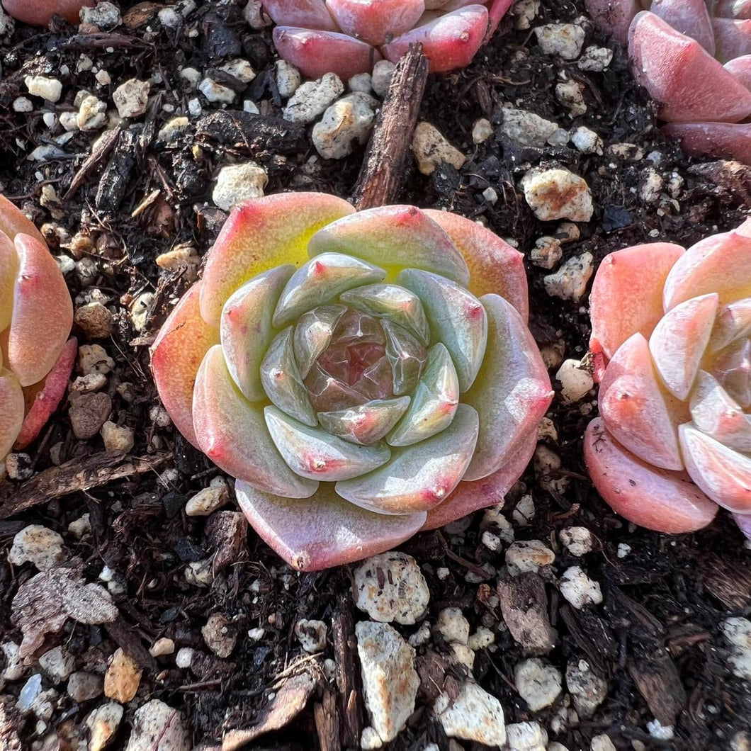 Echeveria jelly heart mini succulent Live Plant Live Succulent Cactus