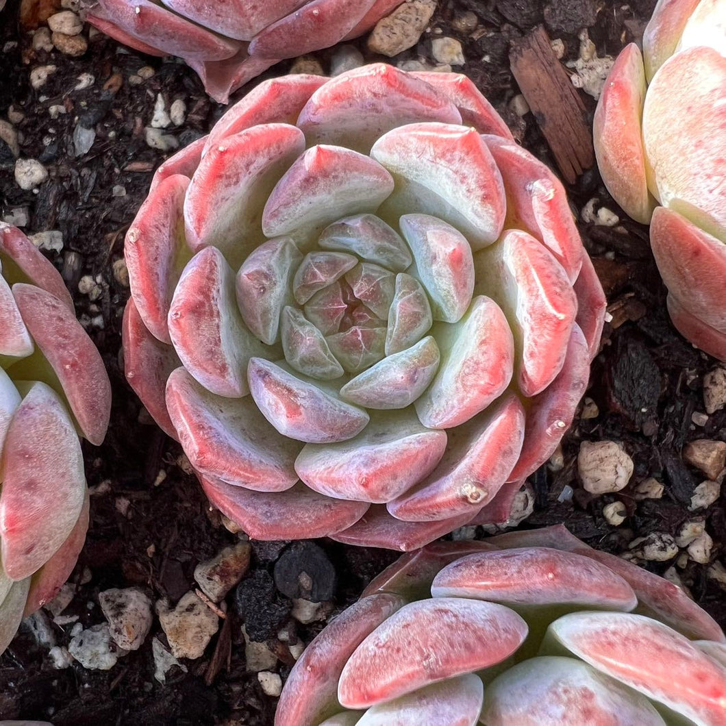 Echeveria Crystal Sugar Live Plant Live Succulent Cactus