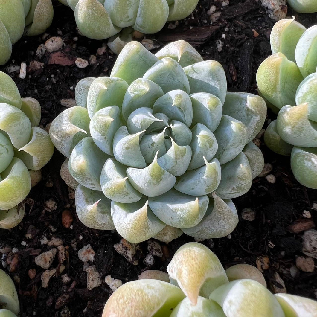 Echeveria Montage Live Plant Live Succulent Cactus