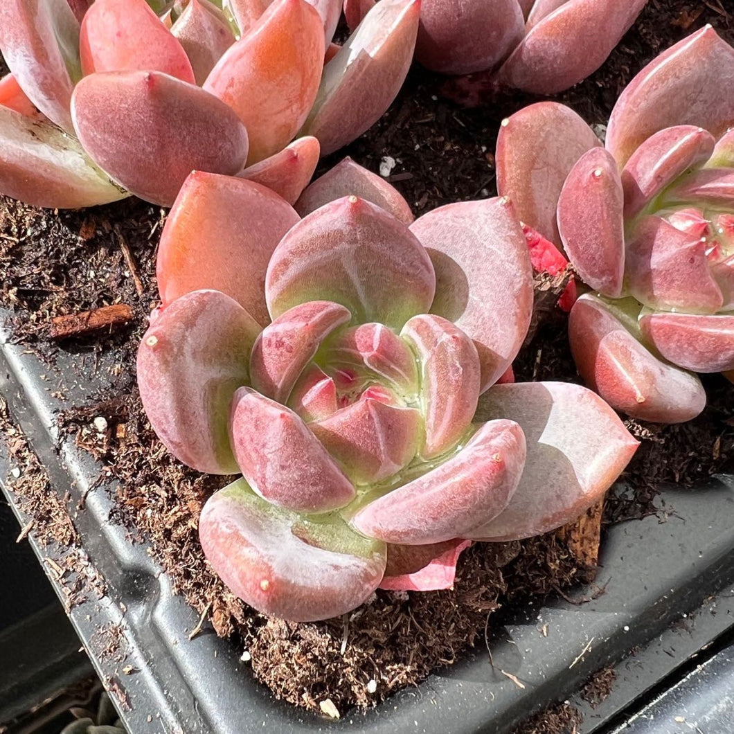 Echeveria snowflake champagne Rare Succulent Live Plant Live Succulent Cactus