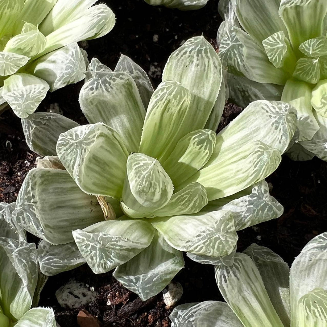 Haworthia cooperi variegated Rare Succulent Imported from Korea Live Plant Live Succulent Cactus