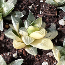 Load image into Gallery viewer, Haworthia cymbiformis var. cymbiformis variegated Rare Succulent Imported from Korea Live Plant Live Succulent Cactus

