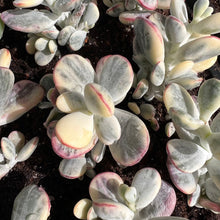 Load image into Gallery viewer, Cotyledon orbiculata cv. variegated Rare Succulent Live Plant Live Succulent Cactus
