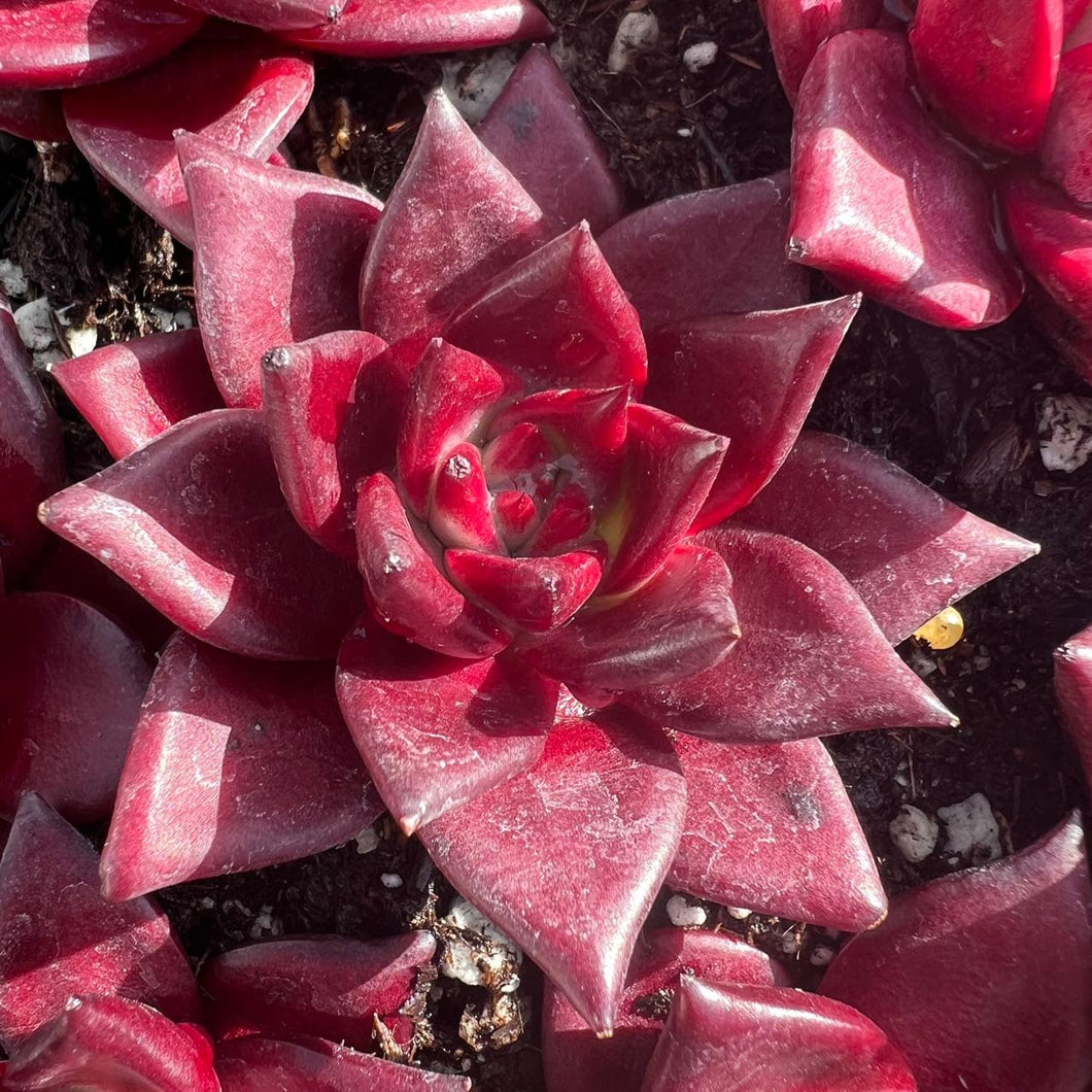 Echeveria robin Rare Succulent Live Plant Live Succulent Cactus