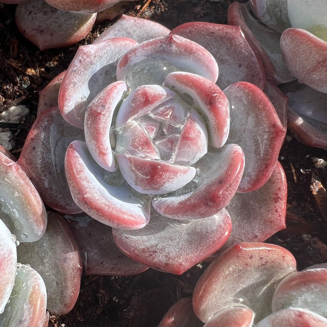 Echeveria monroe selected Rare Succulent Live Plant Live Succulent Cactus