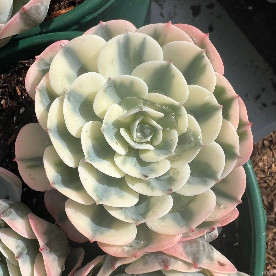 Echeveria Compton Carousel Variegated Rare Succulent Live Plant Live Succulent Cactus