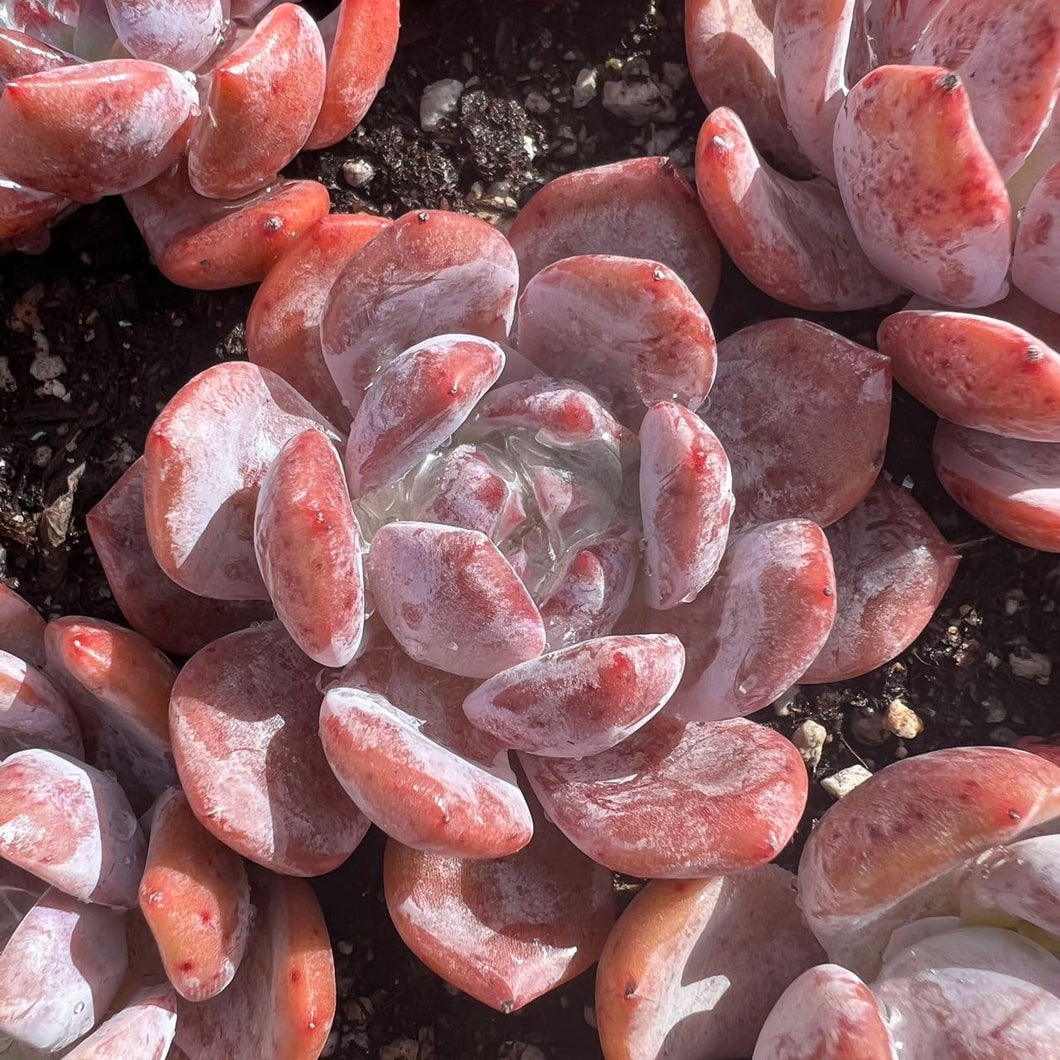 Echeveria pink orange monroe Rare Succulent Live Plant Live Succulent Cactus