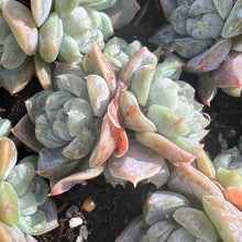 Load image into Gallery viewer, Echeveria snow bunny cluster Rare Succulent Live Plant Live Succulent Cactus
