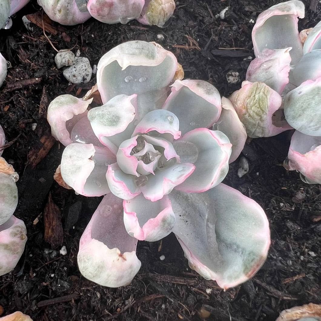 Echeveria berkeley variegated Rare Succulent Live Plant Live Succulent Cactus