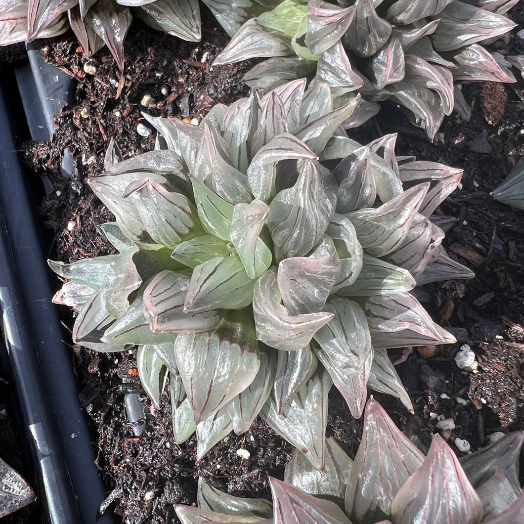 Haworthia magnifica v.atrofusca cluster Rare Succulent Live Plant Live Succulent Cactus