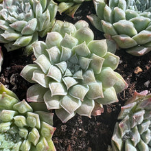Load image into Gallery viewer, Echeveria hearts choice Rare Succulent Live Plant Live Succulent Cactus
