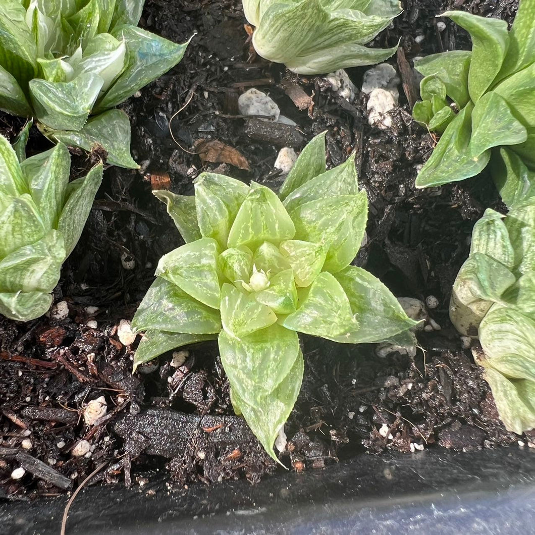 Haworthia Kegazato variegated Rare Succulent Live Plant Live Succulent Cactus