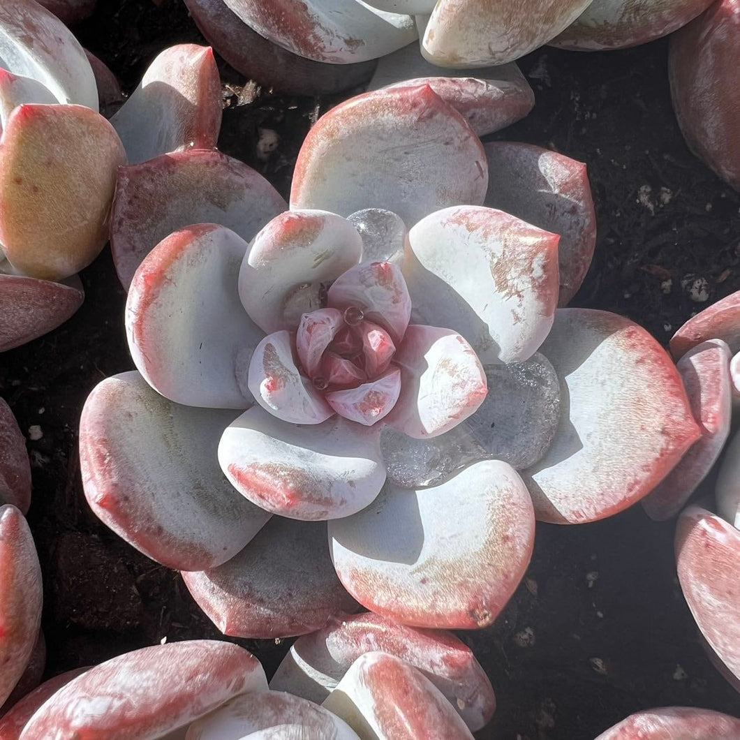 Echeveria snow angel jelly heart Rare Succulent Live Plant Live Succulent Cactus