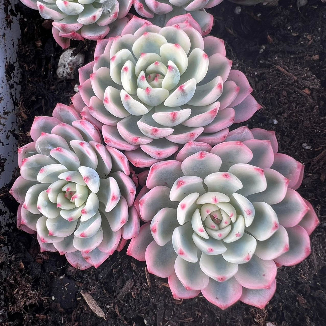 varigated succulent Echeveria minima variegated cluster Rare Succulent Live Plant Live Succulent Cactus
