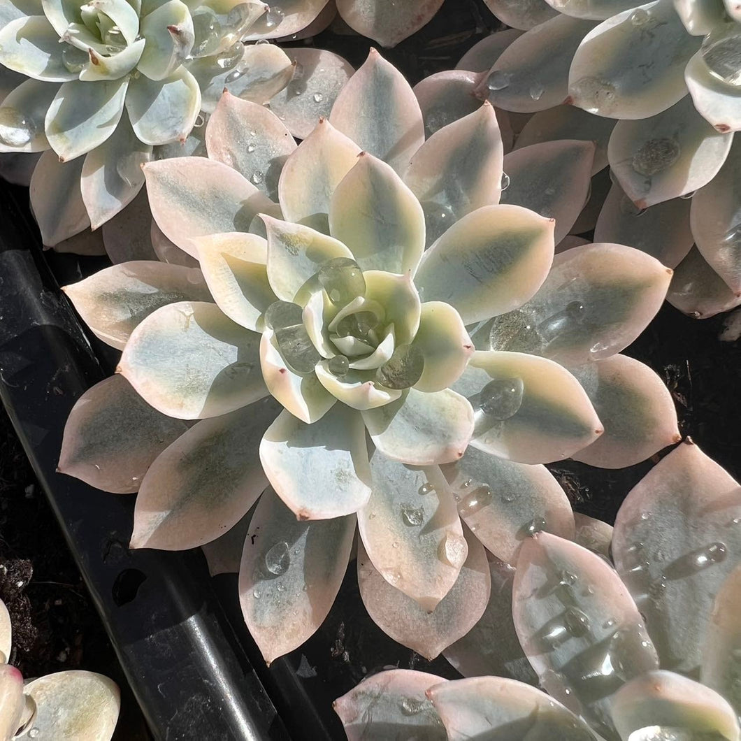 Echeveria subsessilis variegated Rare Succulent Live Plant Live Succulent Cactus