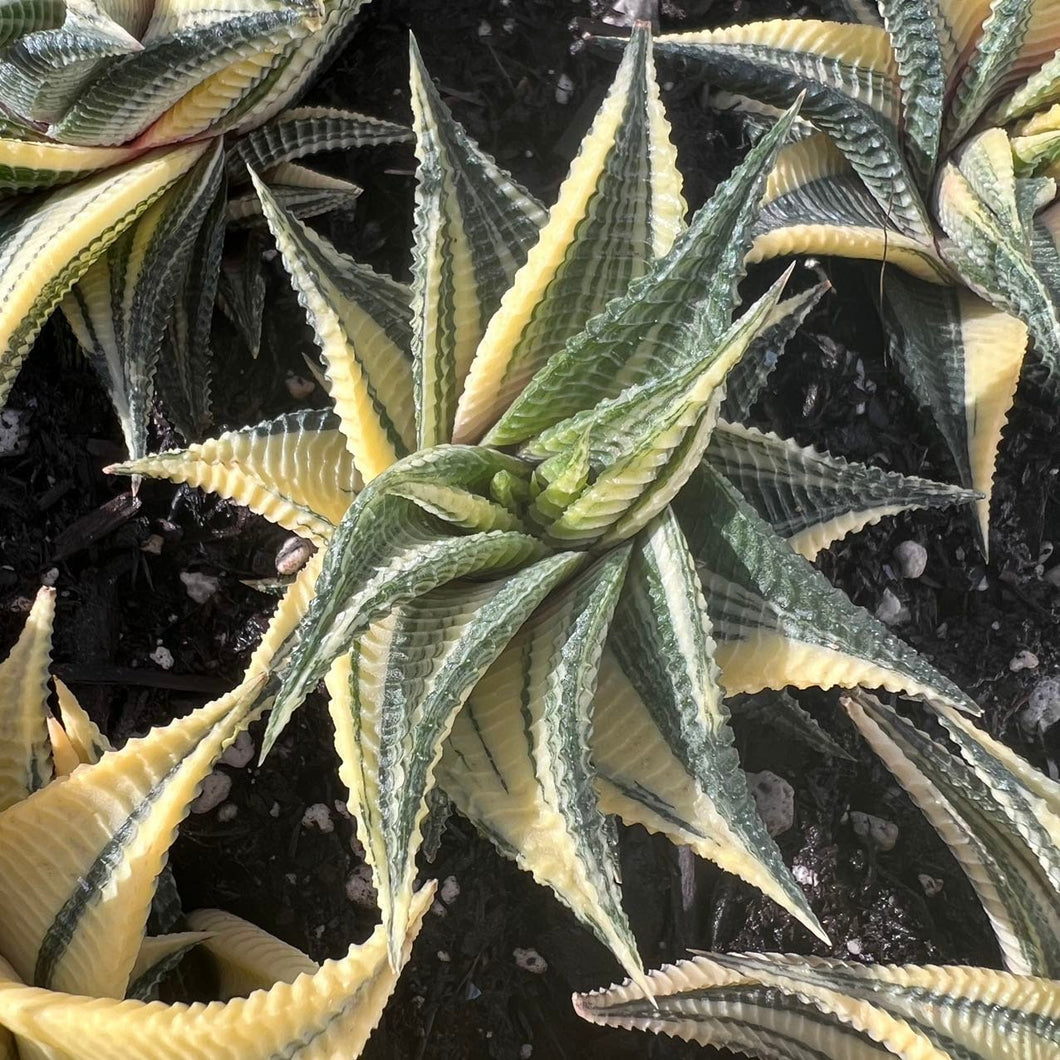 Haworthiopsis limifolia Variegata Rare Succulent Live Plant Live Succulent Cactus