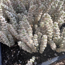 Load image into Gallery viewer, Crassula Perforata Variegated Rare Succulent Live Plant Live Succulent Cactus
