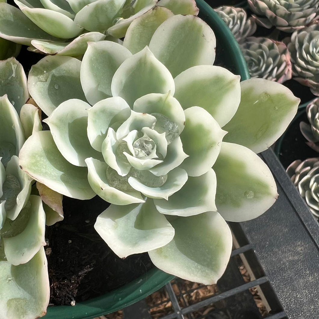 Echeveria lemon rose variegated Rare Succulent Live Plant Live Succulent Cactus