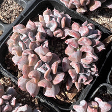 Load image into Gallery viewer, Echeveria Pig Nose 猪鼻子 Rare Succulent Imported from Korea
