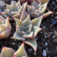 Load image into Gallery viewer, Echeveria madiba Rare Succulent Imported from Korea Live Plant Live Succulent Cactus
